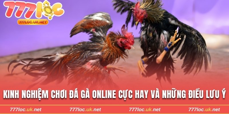 Kinh nghiệm chơi đá gà online